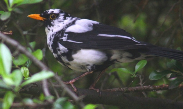 o_1belslef510t0495cueksmegp8