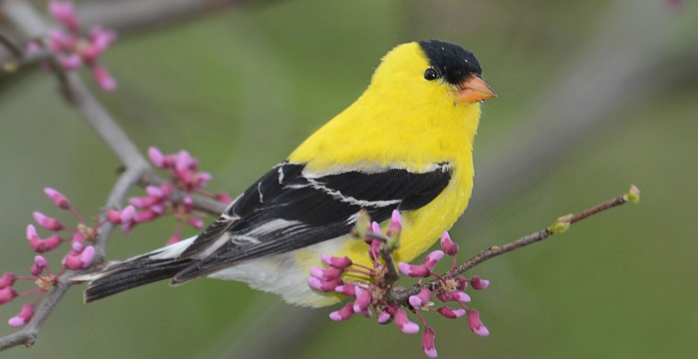 AmericanGoldfinch_MattWilliams_4000x2200