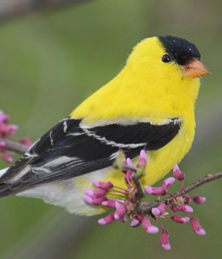 AmericanGoldfinch_MattWilliams_4000x2200